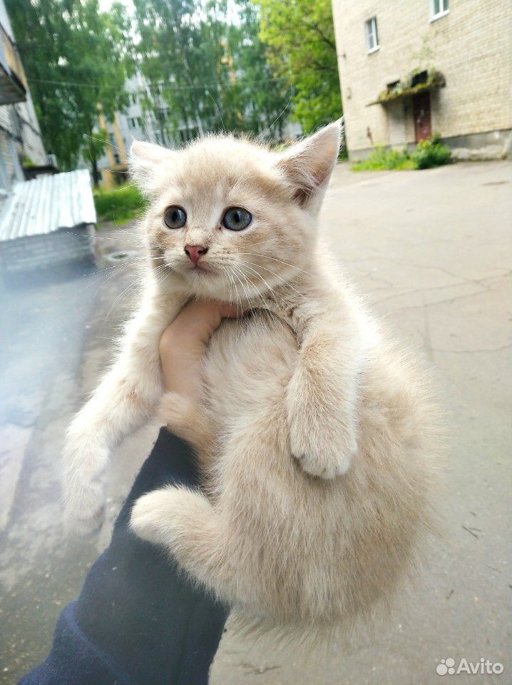 Котёнок (кошка) купить на Зозу.ру - фотография № 3