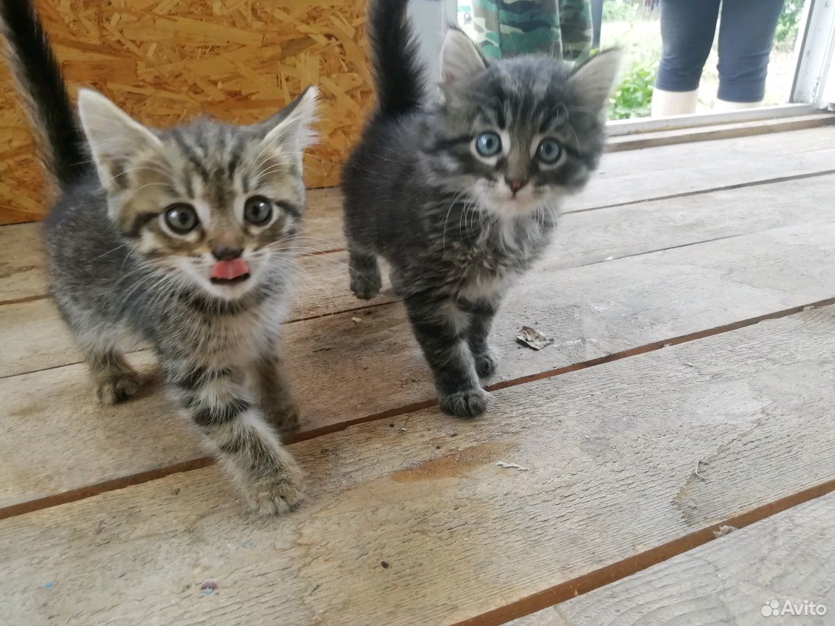 Дружелюбные котята ищут дом купить на Зозу.ру - фотография № 2