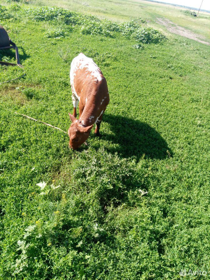 Корова с теленком и бычек купить на Зозу.ру - фотография № 4