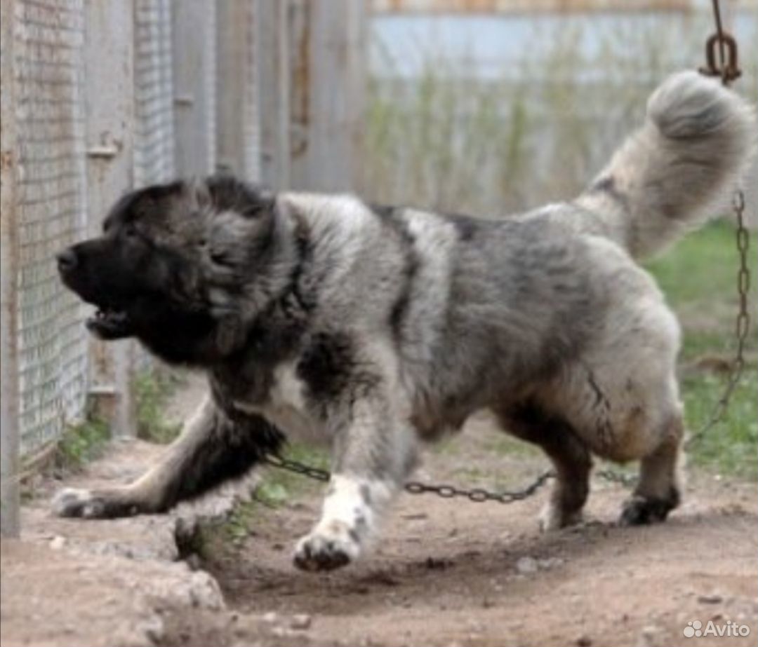 Ищу собаку для охраны дома и фермы купить на Зозу.ру - фотография № 1