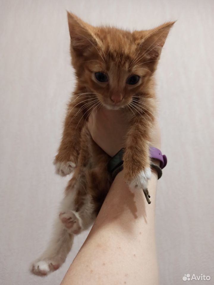 Рыжий котенок в дар купить на Зозу.ру - фотография № 6
