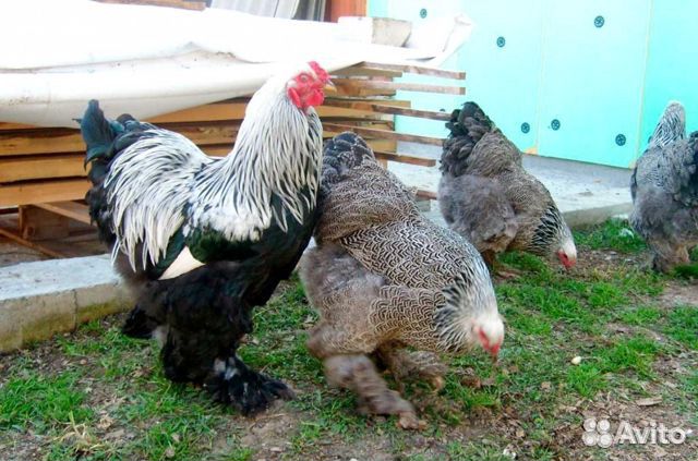 Продам цыплят брама 2-3ех недельных купить на Зозу.ру - фотография № 1