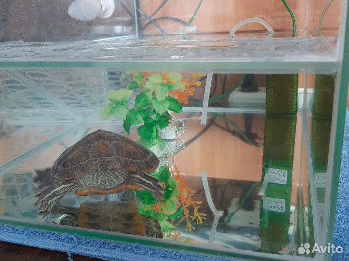 Черепаха, аквариум в комплекте купить на Зозу.ру - фотография № 1