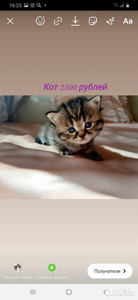 Коты купить на Зозу.ру - фотография № 5