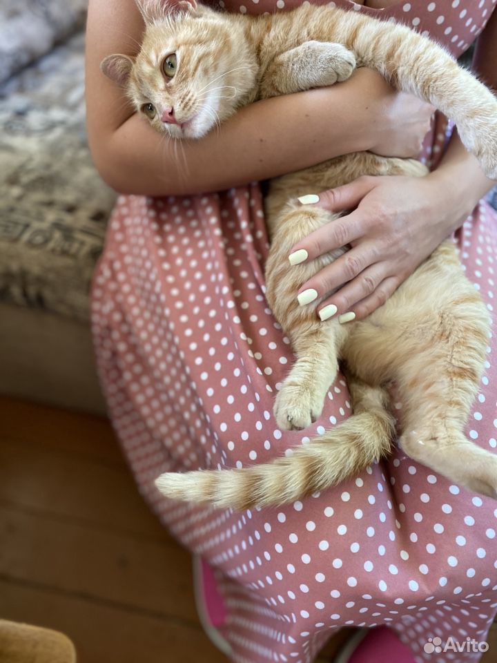 Супер ласковая кошка в добрые руки купить на Зозу.ру - фотография № 5