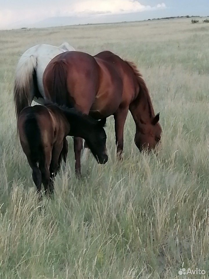 Две лошади вторая с жиребёнком купить на Зозу.ру - фотография № 1