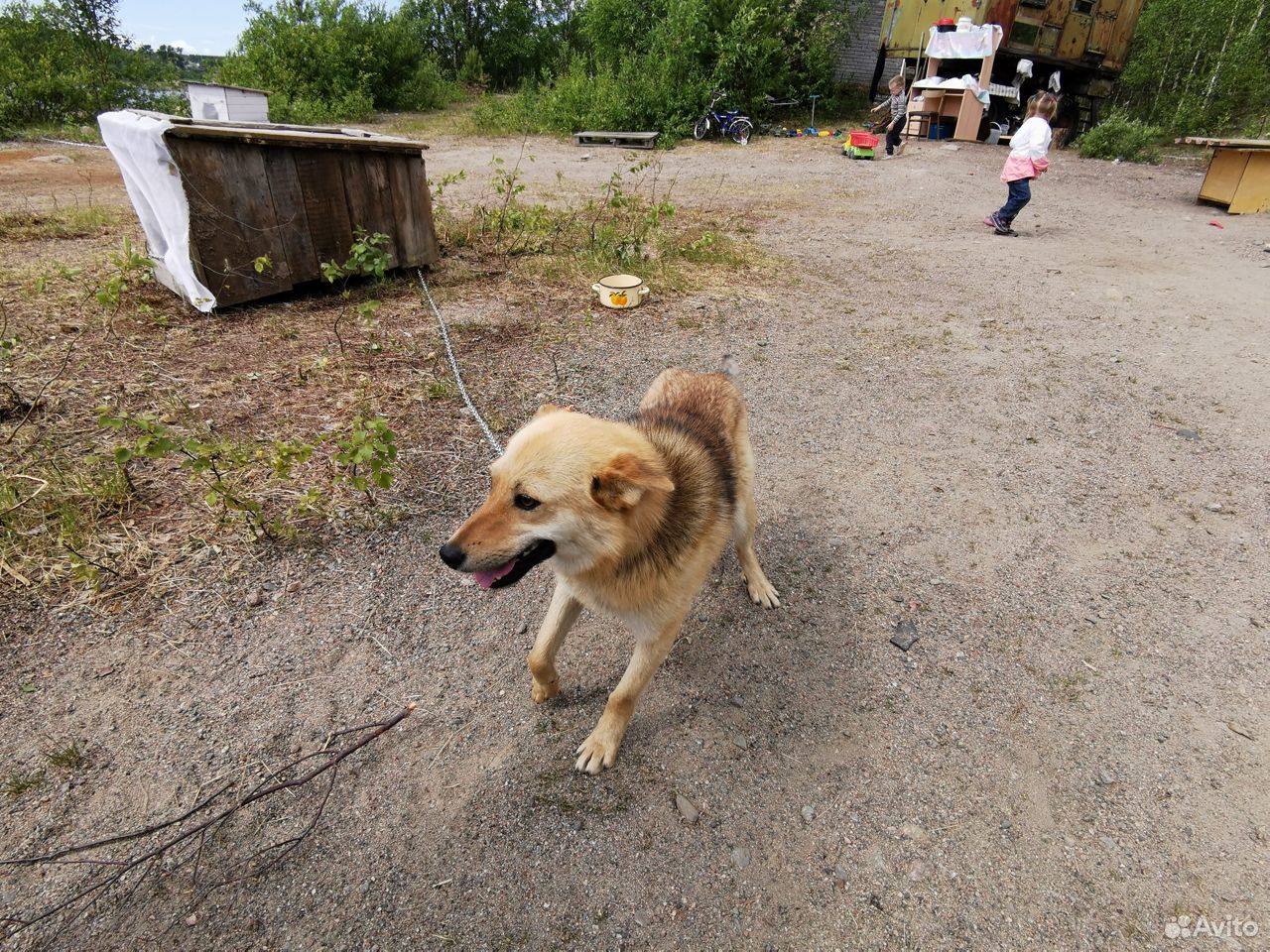 Охотничья собака Ирма купить на Зозу.ру - фотография № 2