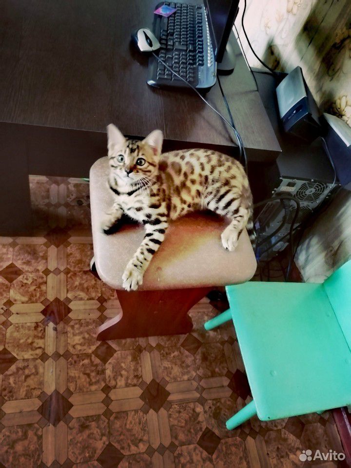 Бенгальский котенок купить на Зозу.ру - фотография № 1