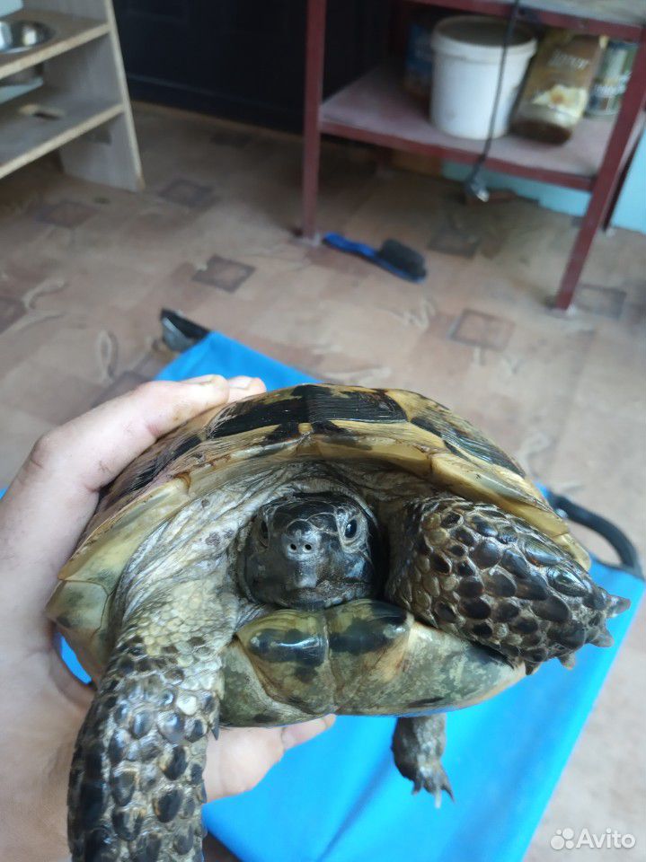 Черепаха сухопутная маленькая купить на Зозу.ру - фотография № 3