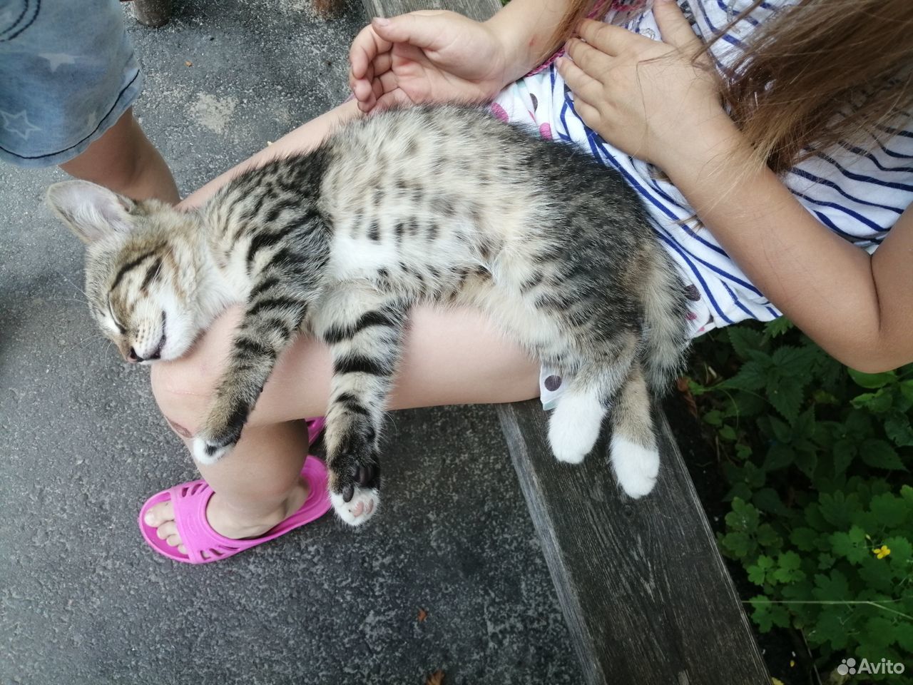 Котёнок в добрые руки купить на Зозу.ру - фотография № 2