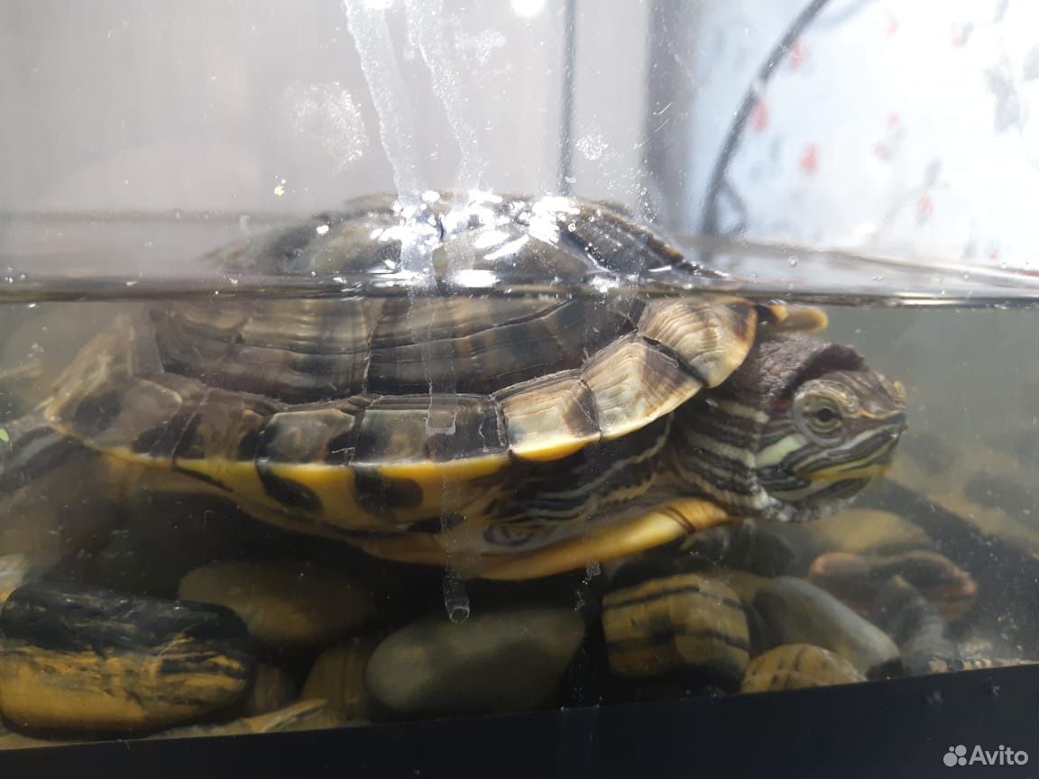 Террариум с красноухими черепахами купить на Зозу.ру - фотография № 3