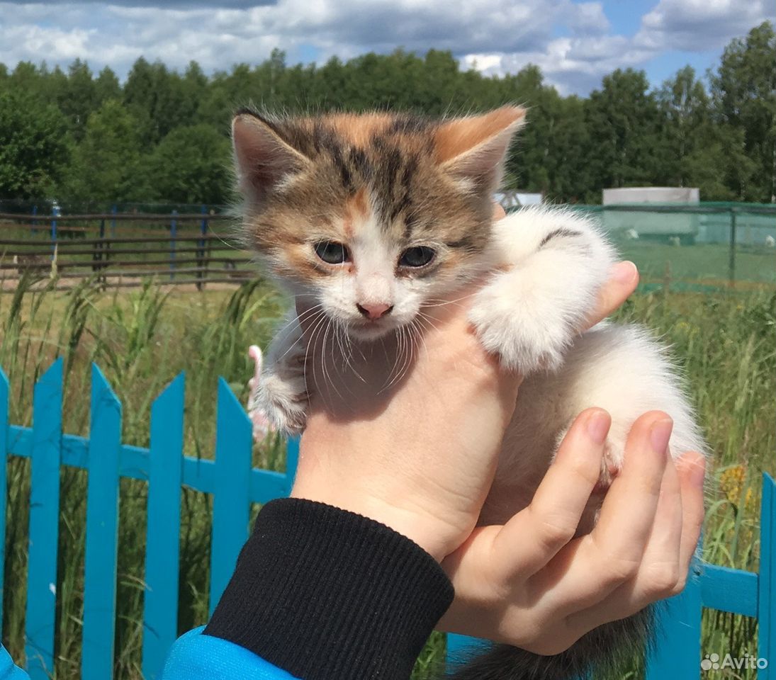 Купить Кошку В Новгороде