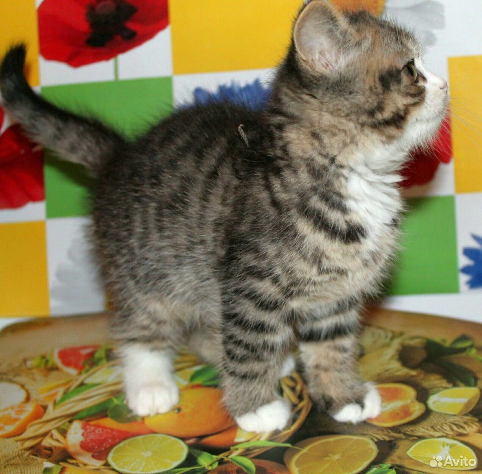 Британский котик купить на Зозу.ру - фотография № 2