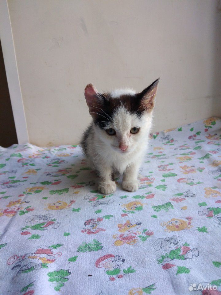 Котенок девочка, 2мес, черно-белая купить на Зозу.ру - фотография № 1