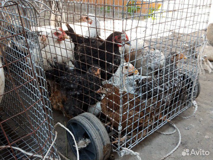 Подрощенные домашние цыплята купить на Зозу.ру - фотография № 1