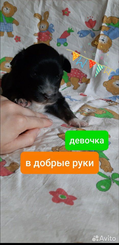 В добрые руки щенок-девочка купить на Зозу.ру - фотография № 1