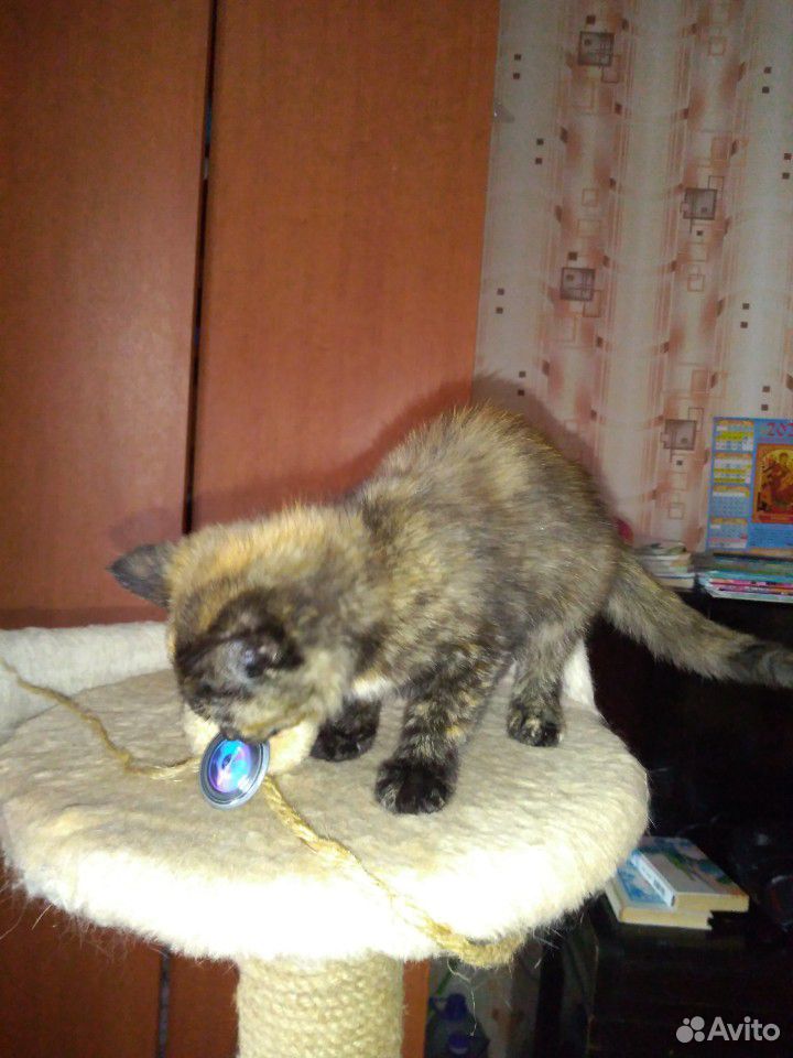 Котёнок примерно 5 мес купить на Зозу.ру - фотография № 2