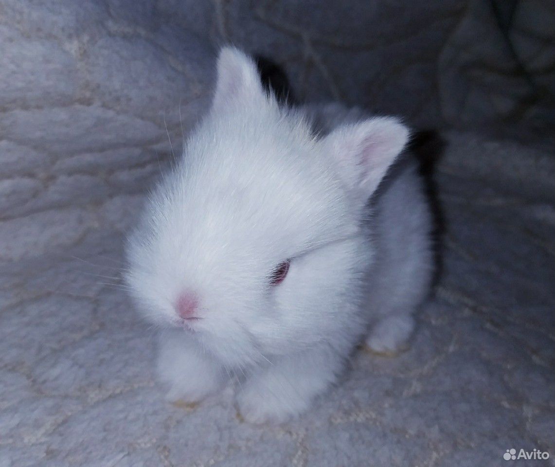 Нидерландские карликовые кролики купить на Зозу.ру - фотография № 5