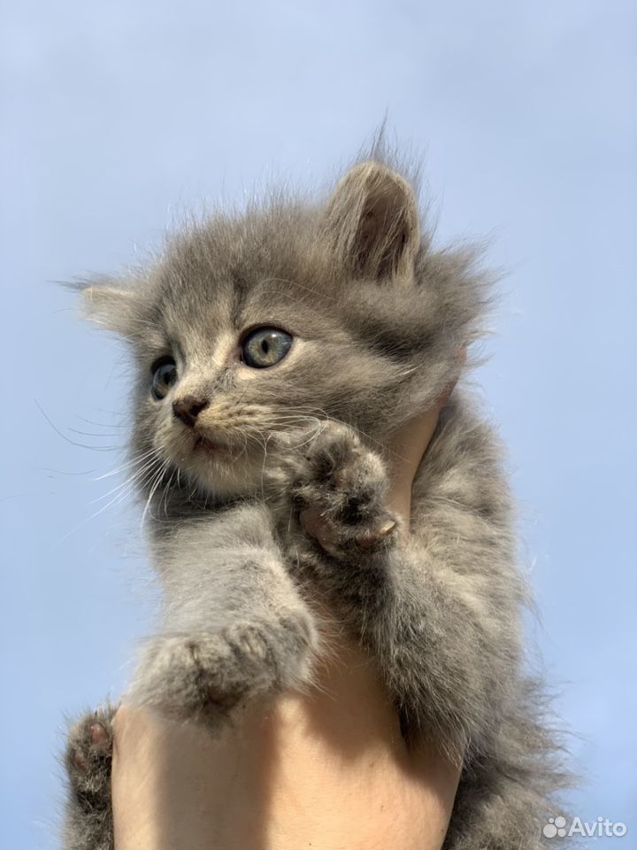 Котята в очень добрые руки купить на Зозу.ру - фотография № 1