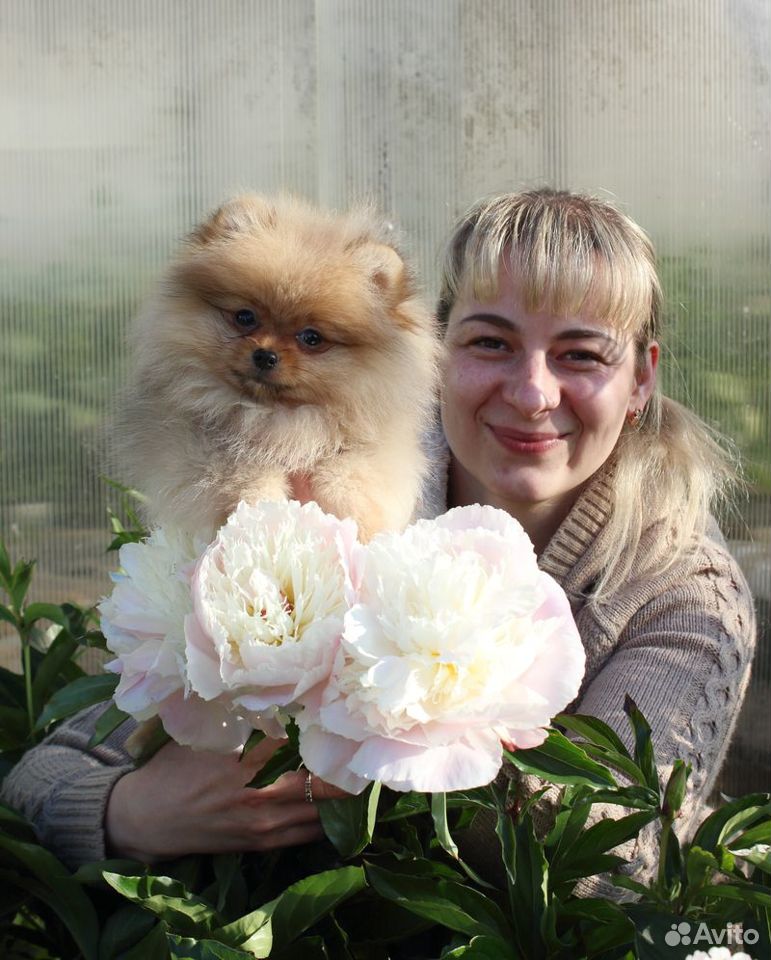 Померанские щенки купить на Зозу.ру - фотография № 1