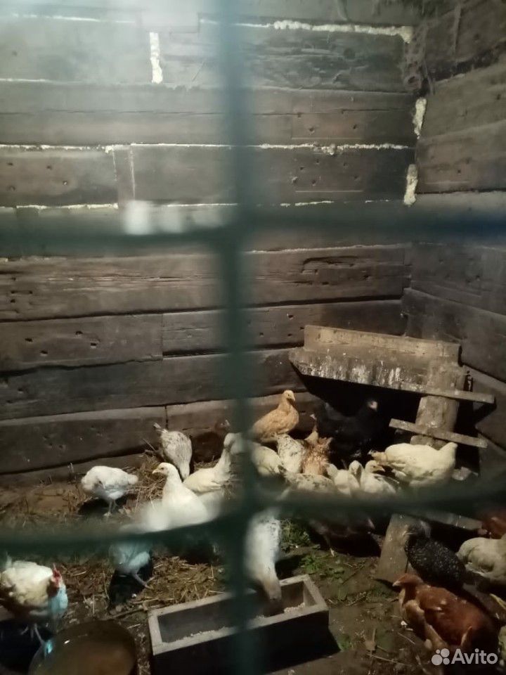 Цыплята, куры купить на Зозу.ру - фотография № 1
