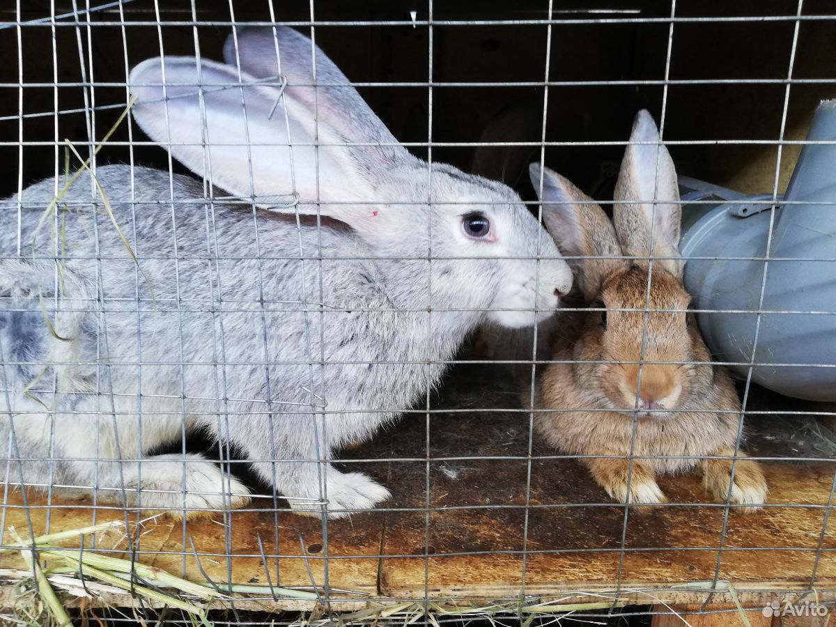 Кролики продам купить на Зозу.ру - фотография № 1