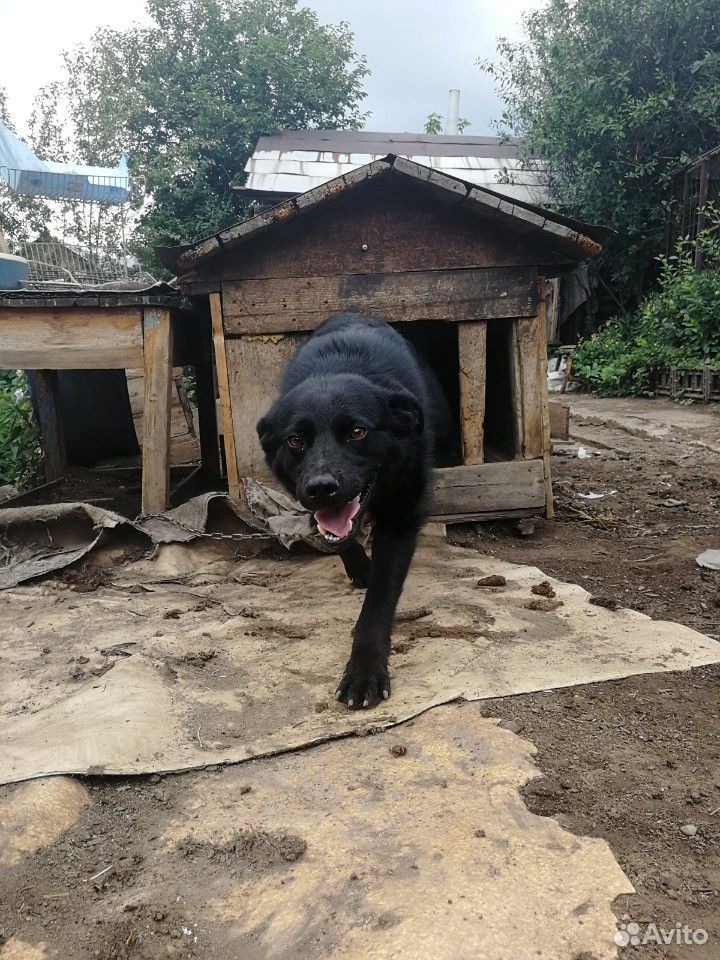 Собака Лара ищет дом купить на Зозу.ру - фотография № 4
