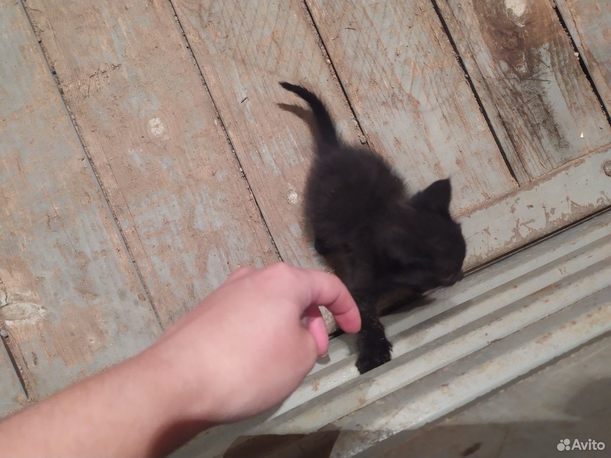 Котенок мальчик купить на Зозу.ру - фотография № 5