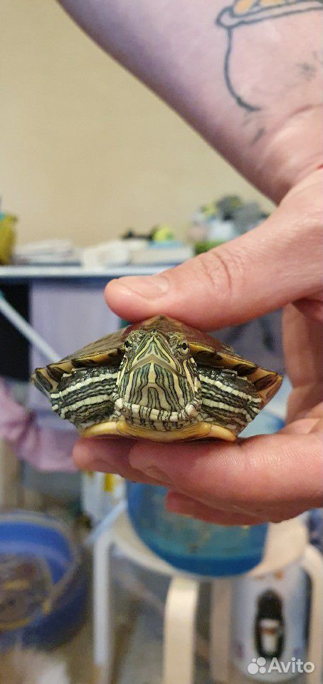 Отдам в хорошие руки красноухую черепаху купить на Зозу.ру - фотография № 4