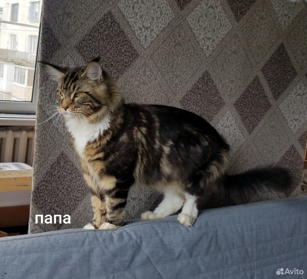 Мейн-кун котята купить на Зозу.ру - фотография № 10