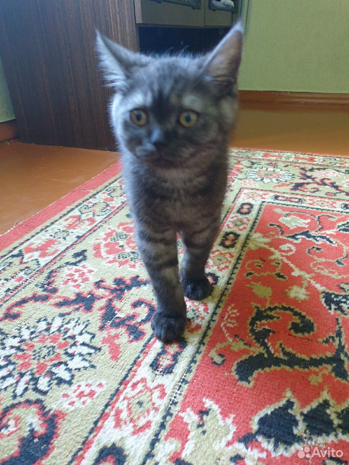 Кошка 4 месяц купить на Зозу.ру - фотография № 5
