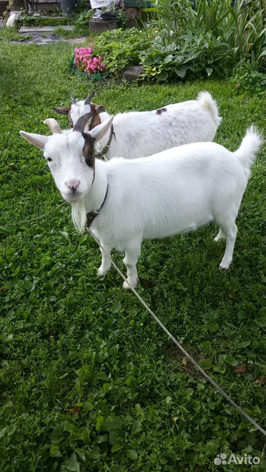 2 Камерунские козы пигмеи купить на Зозу.ру - фотография № 2