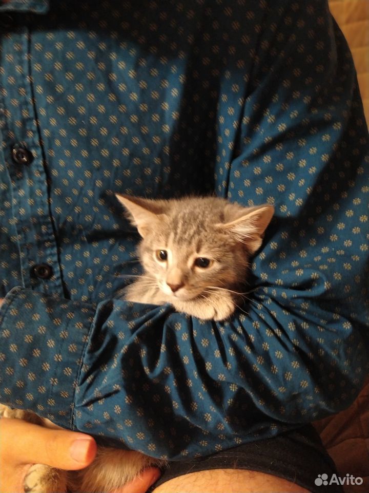 Котенок 2,5 месяца купить на Зозу.ру - фотография № 5