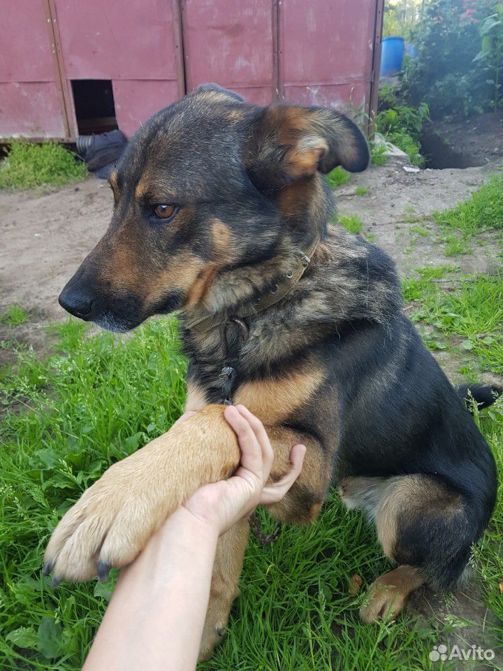Пёс в добрые руки купить на Зозу.ру - фотография № 6
