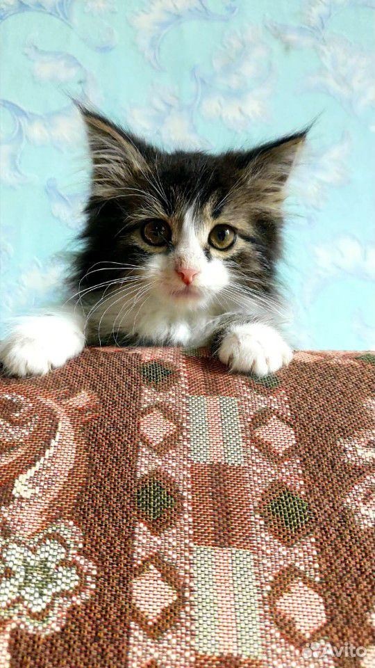 Пушистый котенок интересного окраса купить на Зозу.ру - фотография № 1