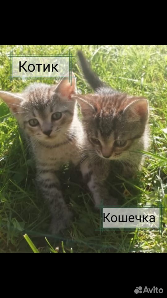 Котята в добрые и заботливые руки купить на Зозу.ру - фотография № 1