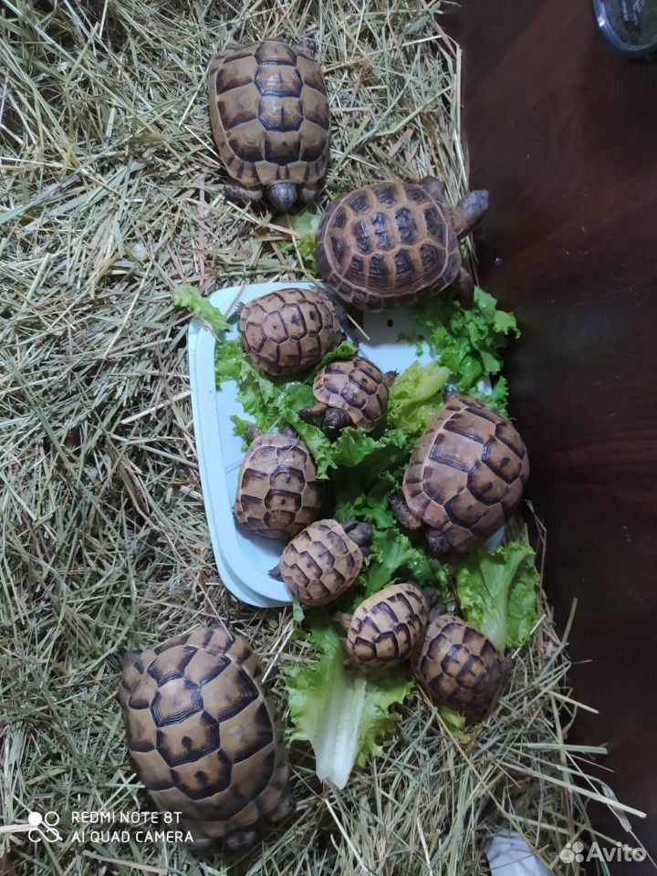 Сухопутные черепахи купить на Зозу.ру - фотография № 1