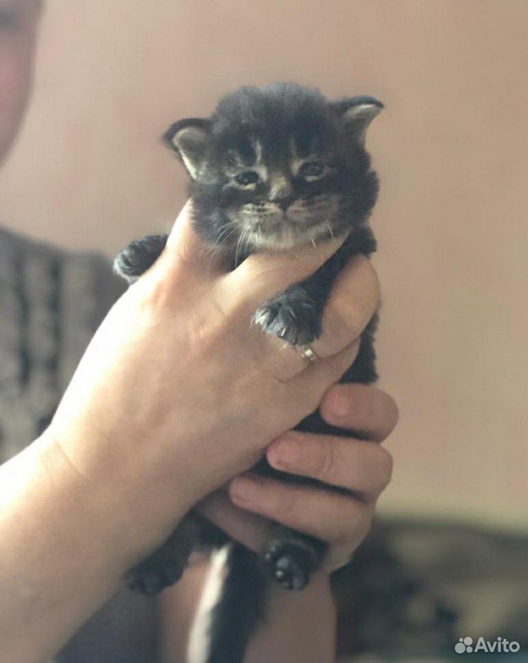Предлагаются к бронированию котята породы Мейн-кун купить на Зозу.ру - фотография № 8