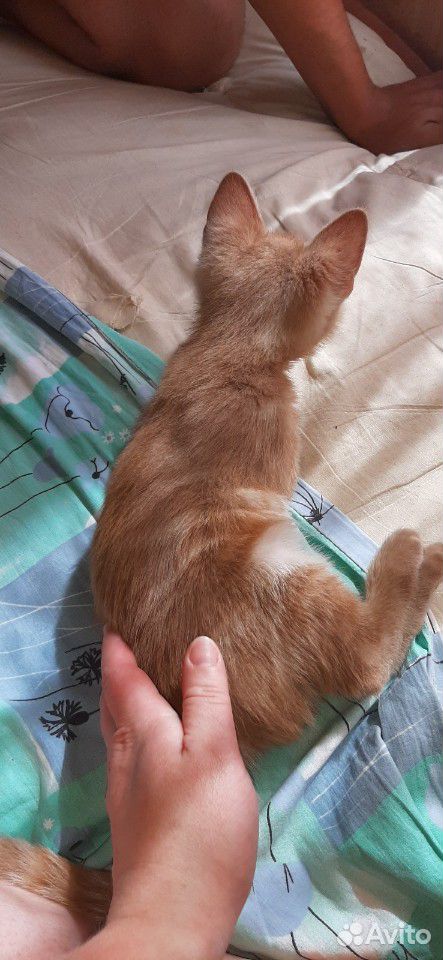 Котик в добрые руки с Доствкой купить на Зозу.ру - фотография № 8