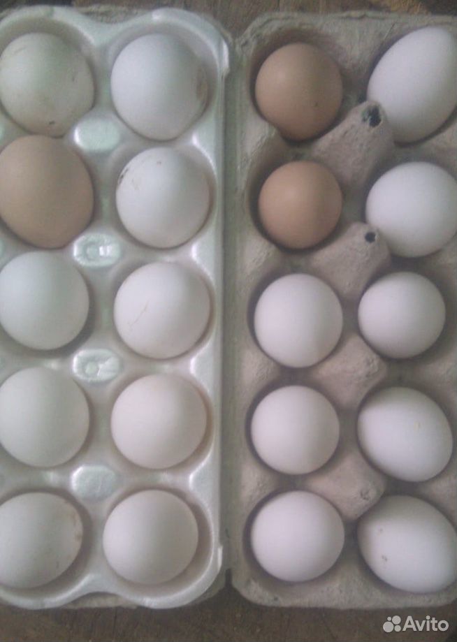 Яйцо куриное домашнее купить на Зозу.ру - фотография № 2