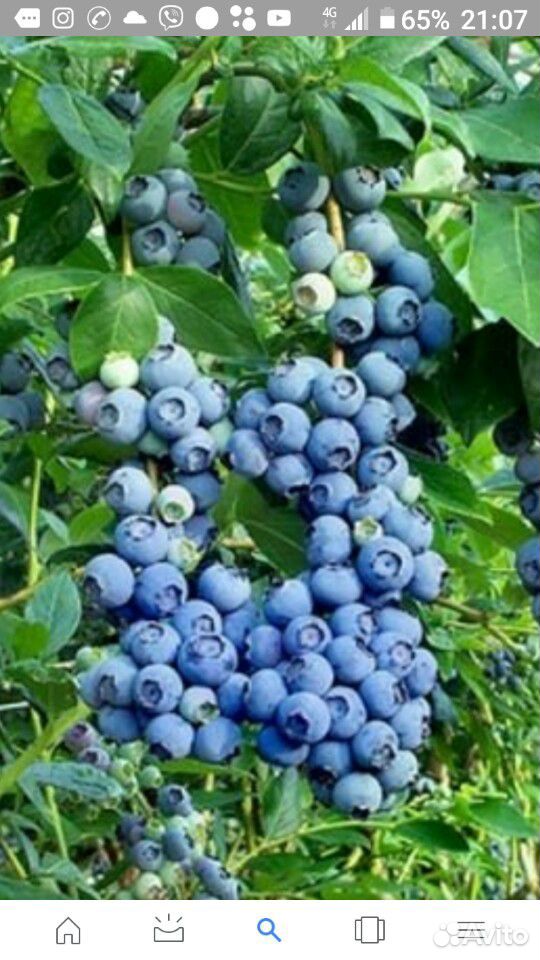 Лесные ягоды голубица и черная смородина купить на Зозу.ру - фотография № 1