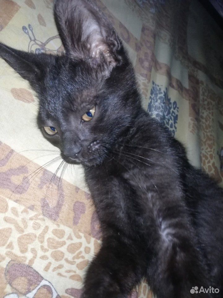 Милый чёрный котик купить на Зозу.ру - фотография № 4