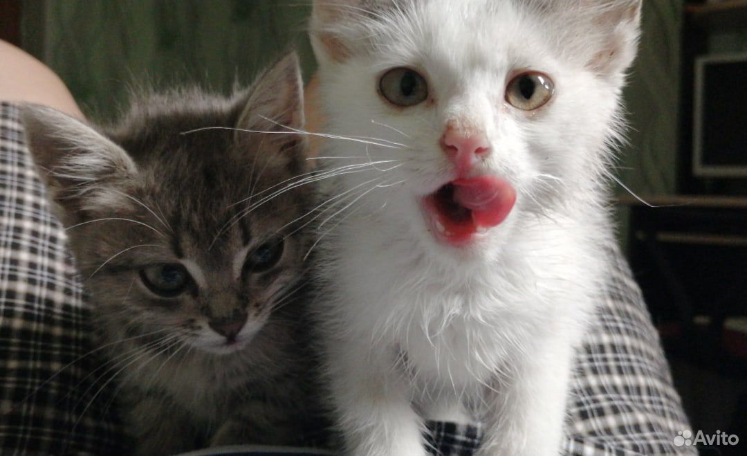 Ласковые котята в добрые руки купить на Зозу.ру - фотография № 1