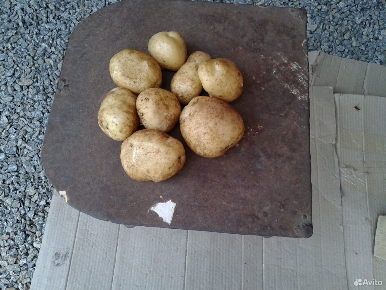 Продам свежий картофель купить на Зозу.ру - фотография № 1