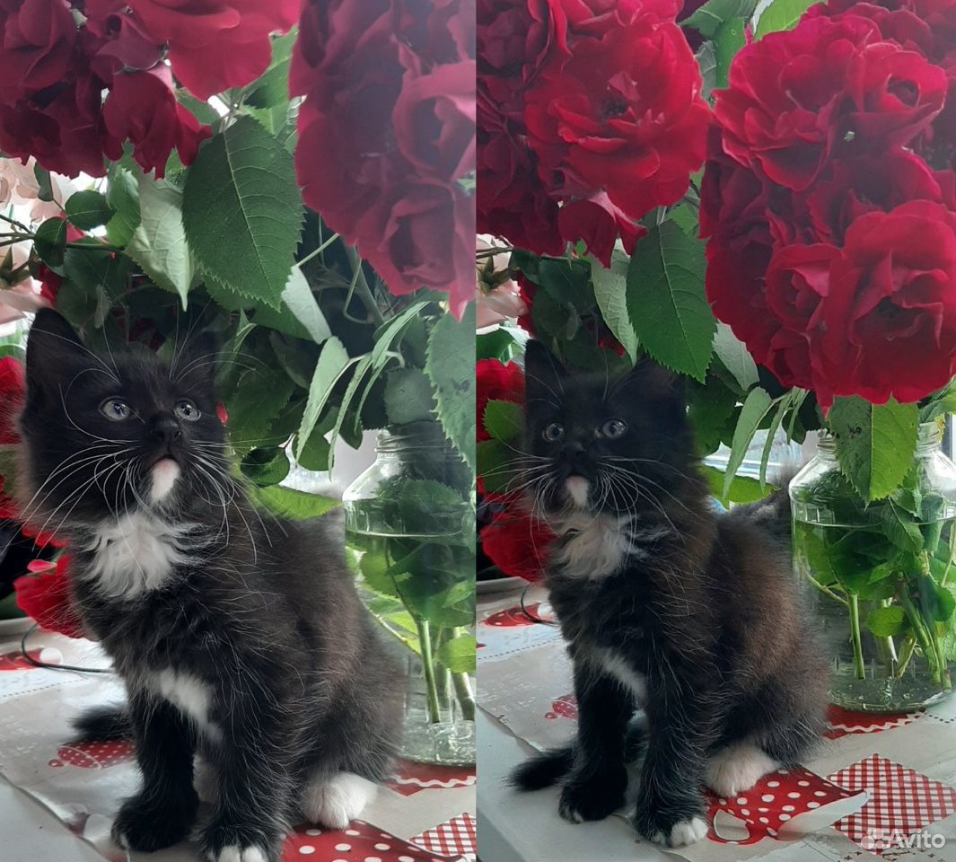 Котенок (кот) возраст 2 месяца купить на Зозу.ру - фотография № 1