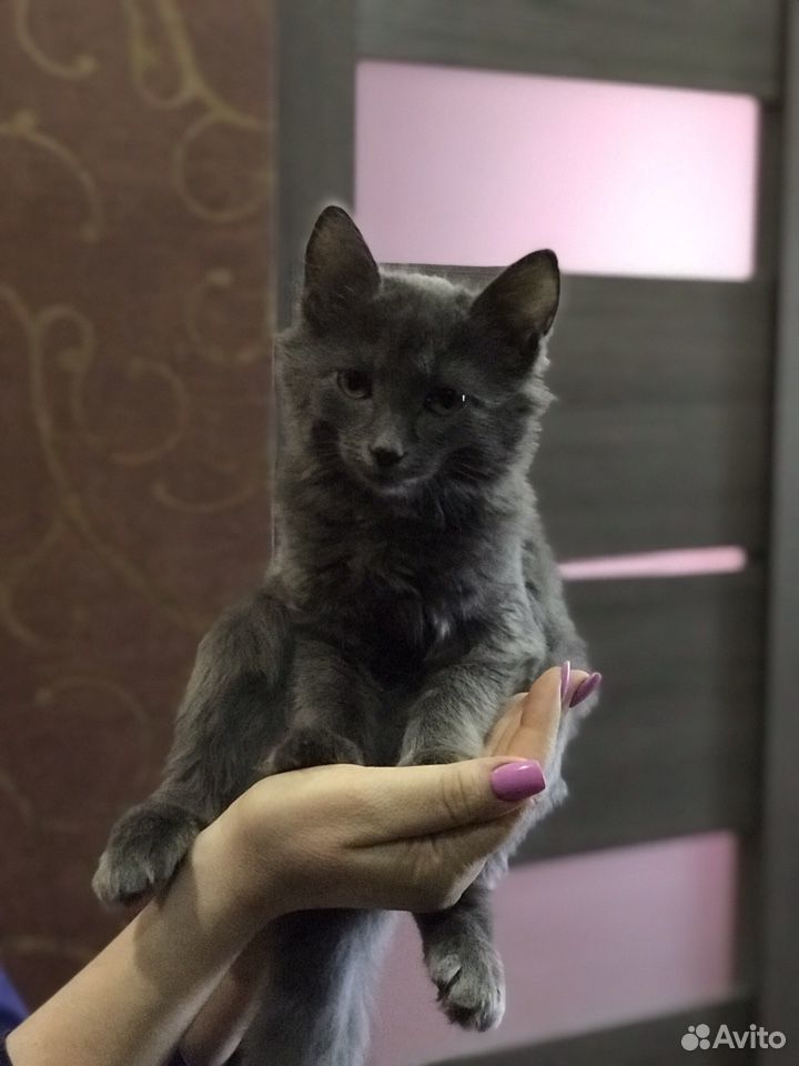 Кошка (котёнок) в добрые руки купить на Зозу.ру - фотография № 1