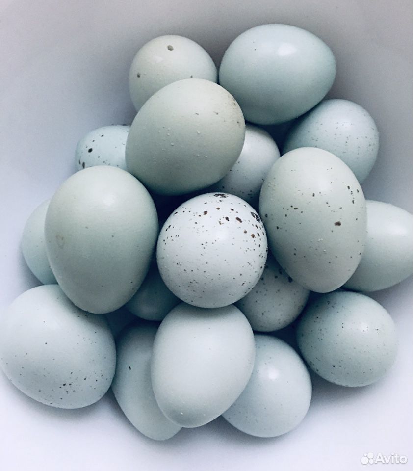 Инкубационные яйца селадон купить на Зозу.ру - фотография № 2