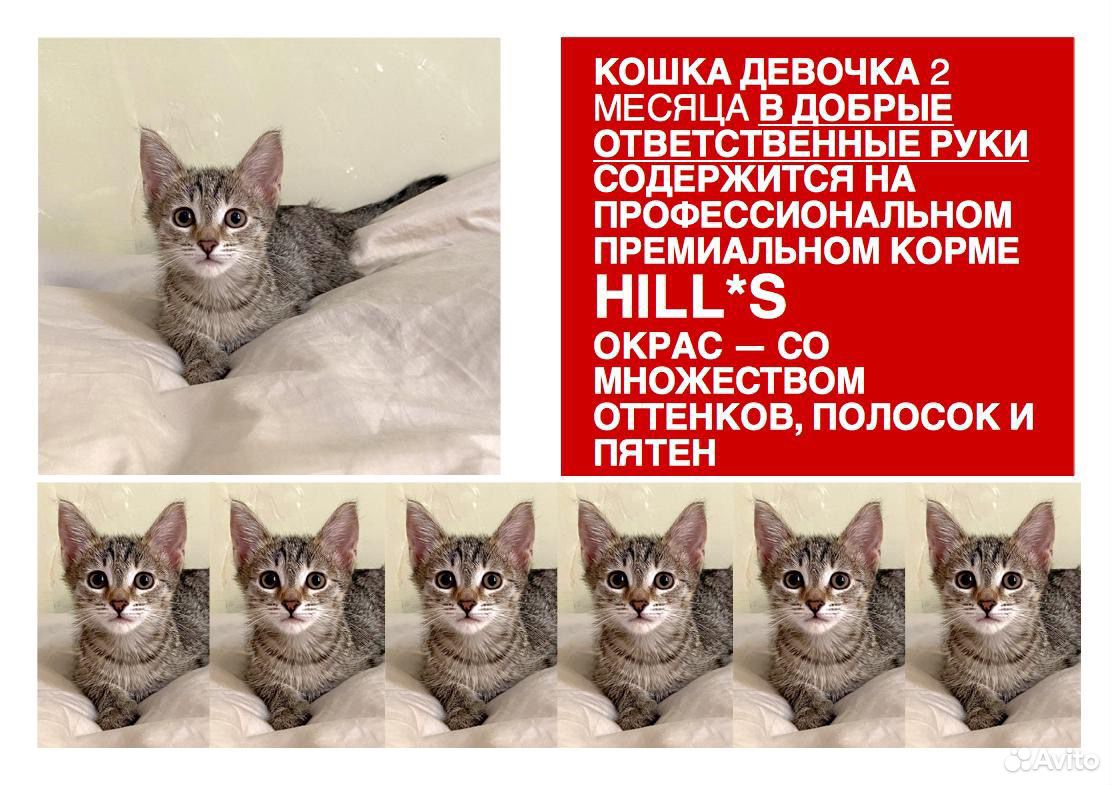 Кошка девочка 2 месяца купить на Зозу.ру - фотография № 1