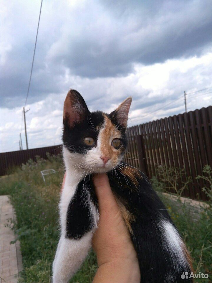 Кошечка-подросток купить на Зозу.ру - фотография № 2