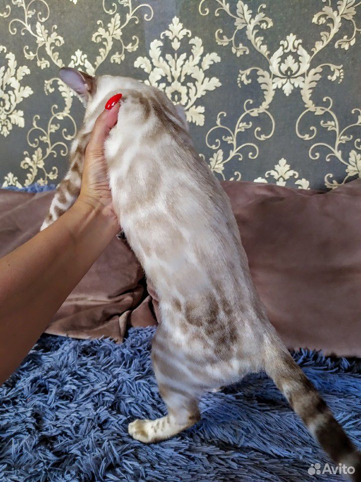Снежный бенгальский котенок купить на Зозу.ру - фотография № 5